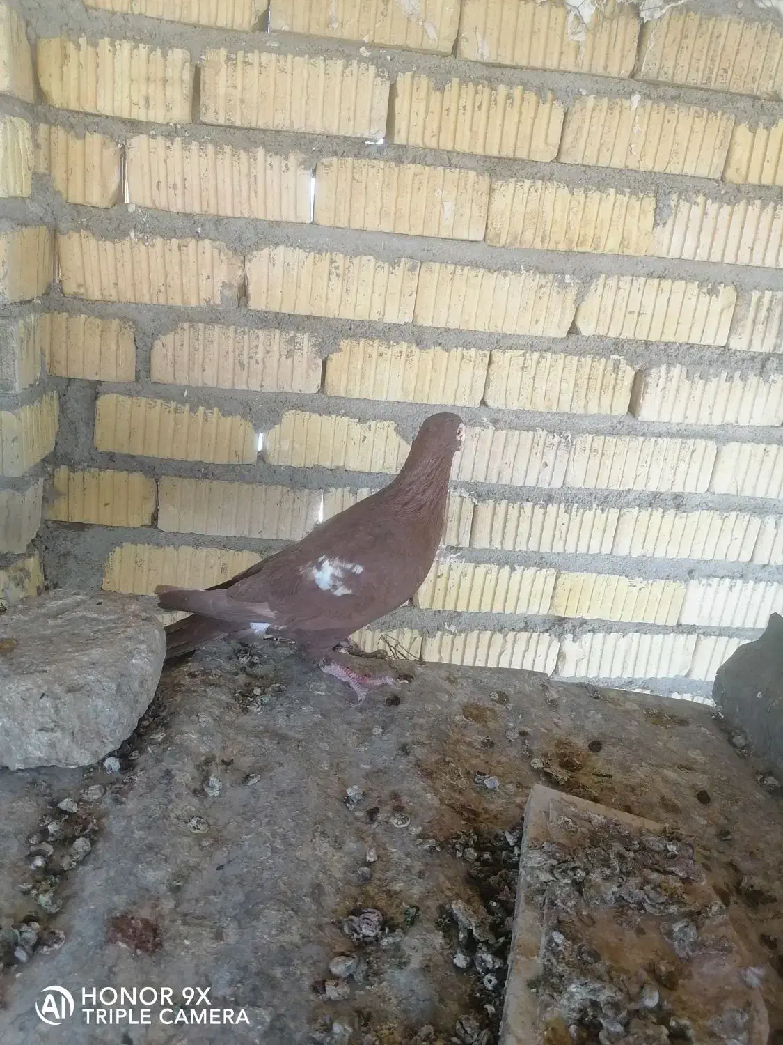 نروماده منز|پرنده|شیراز, زرهی|دیوار