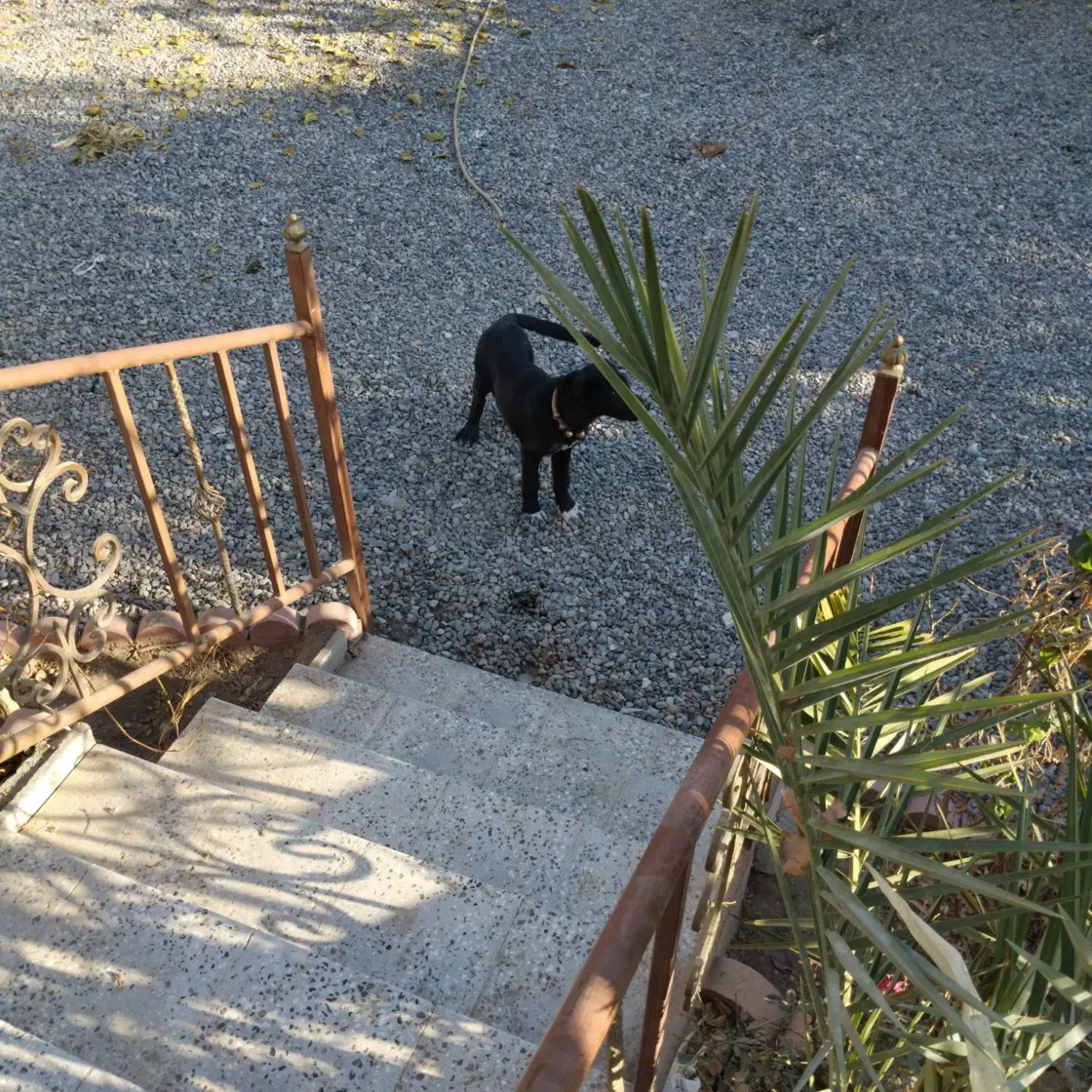 حیوانات|حیوانات|جغتای, |دیوار