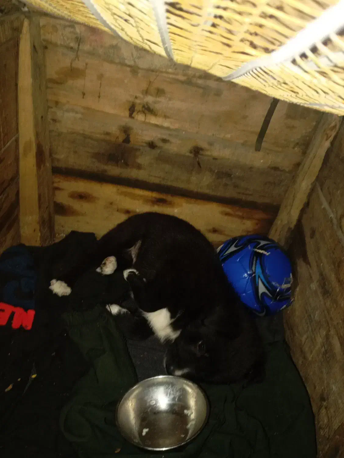 ...|سگ|اهواز, اهواز|دیوار