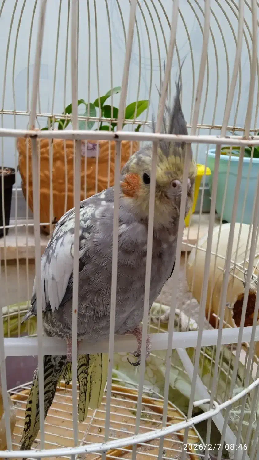 عروس هلندی|پرنده|تربت‌حیدریه, یحیی آباد|دیوار