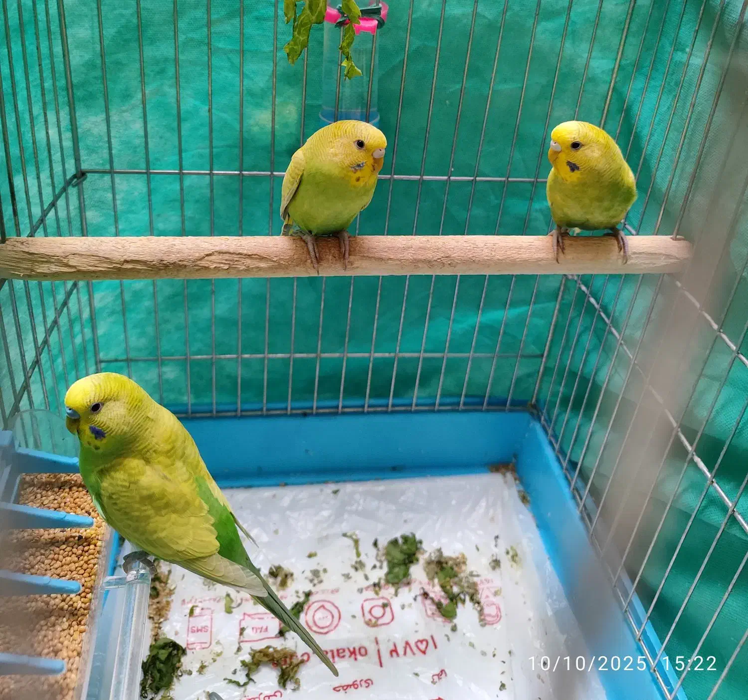 مرغ عشق رنگینکمانی سه تا|پرنده|سنقر, |دیوار