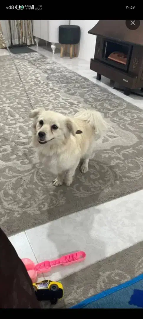 سک باهوش خوشگل|سگ|کرمان, |دیوار