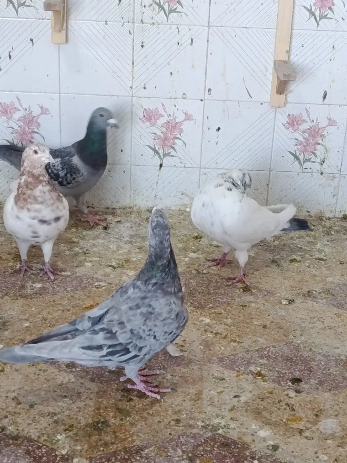 کبوتر|پرنده|شیراز, کوزه گری|دیوار