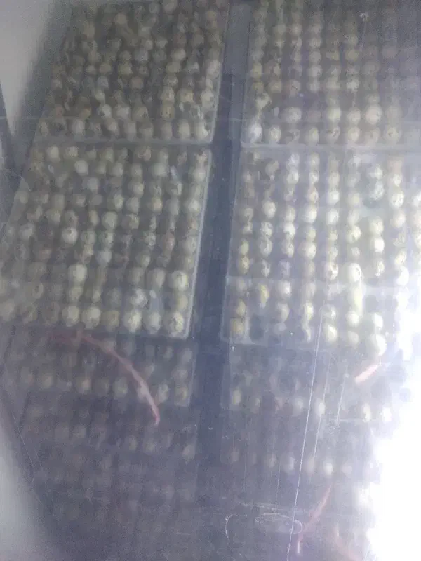 جوجه بلدرچین یروزه|حیوانات مزرعه|حبیب آباد, |دیوار