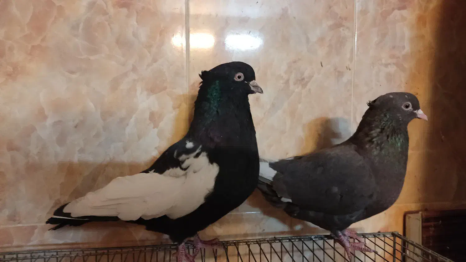 ی جفت سینه سیاه و قهوه ای|پرنده|صدرا-فارس, فاز ۲|دیوار