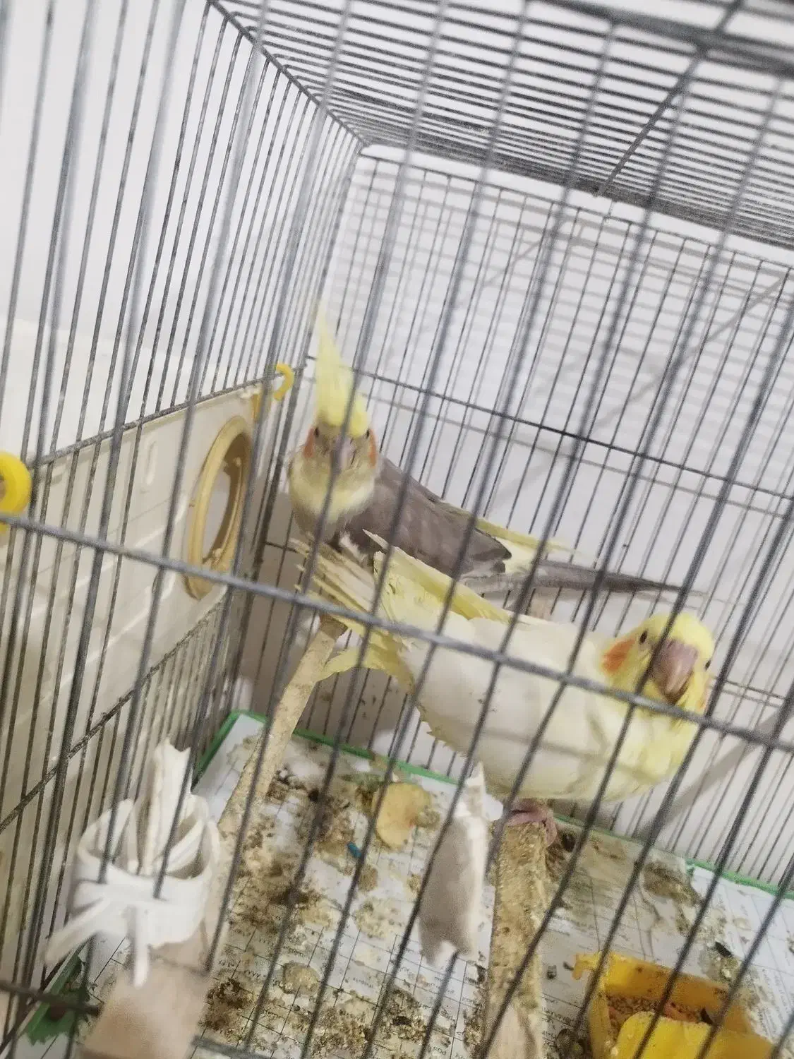 عروس هلندی|پرنده|ارومیه, |دیوار