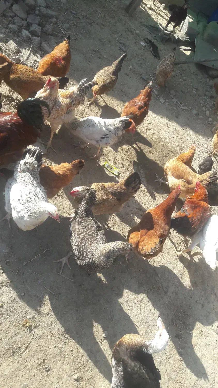 فروش مرغ خروس محلی|حیوانات مزرعه|چمستان, |دیوار