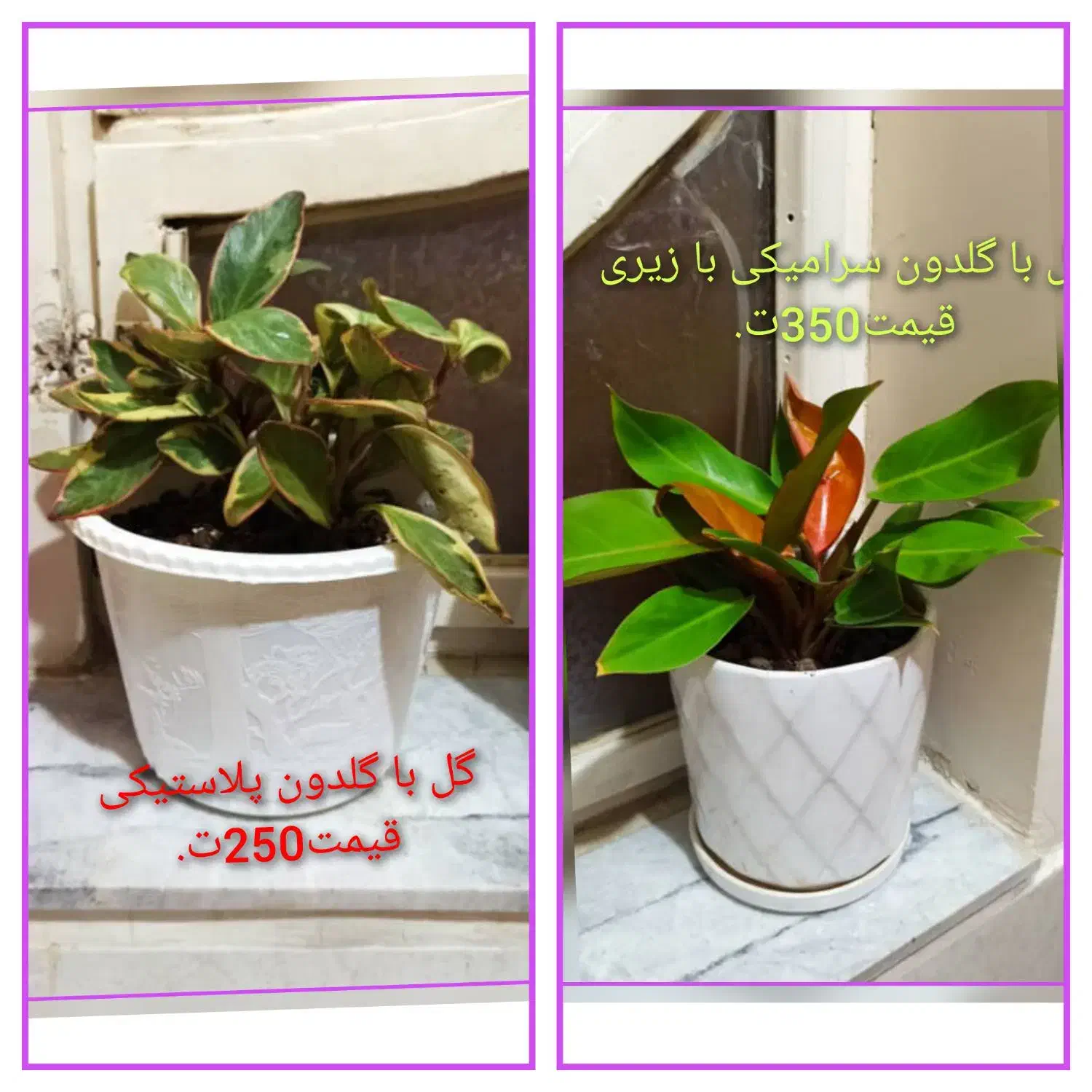 فروش گل....|گل و گیاه طبیعی|فولادشهر, C5|دیوار