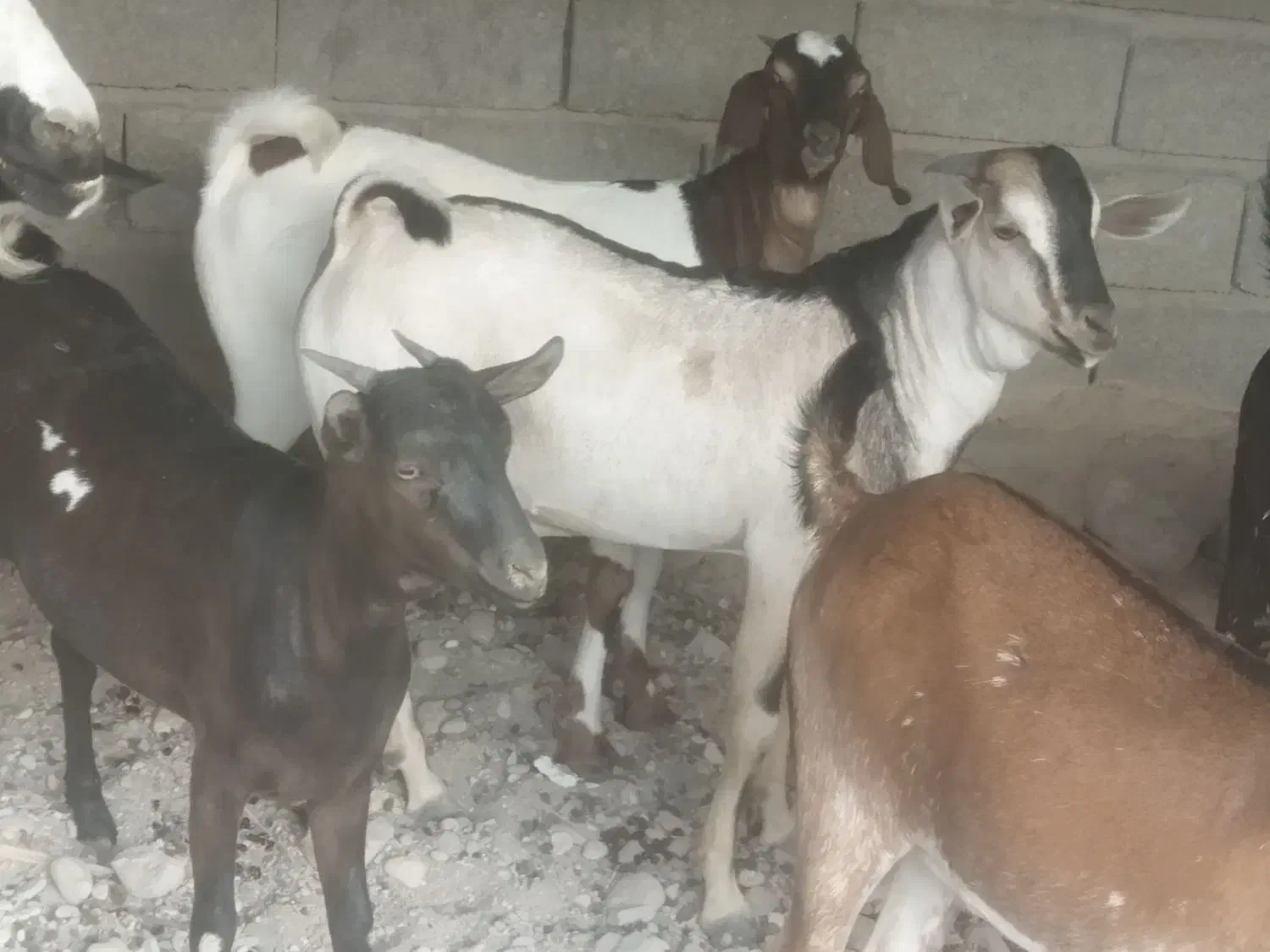 تعدادی بز|حیوانات مزرعه|مهران (هرمزگان), |دیوار