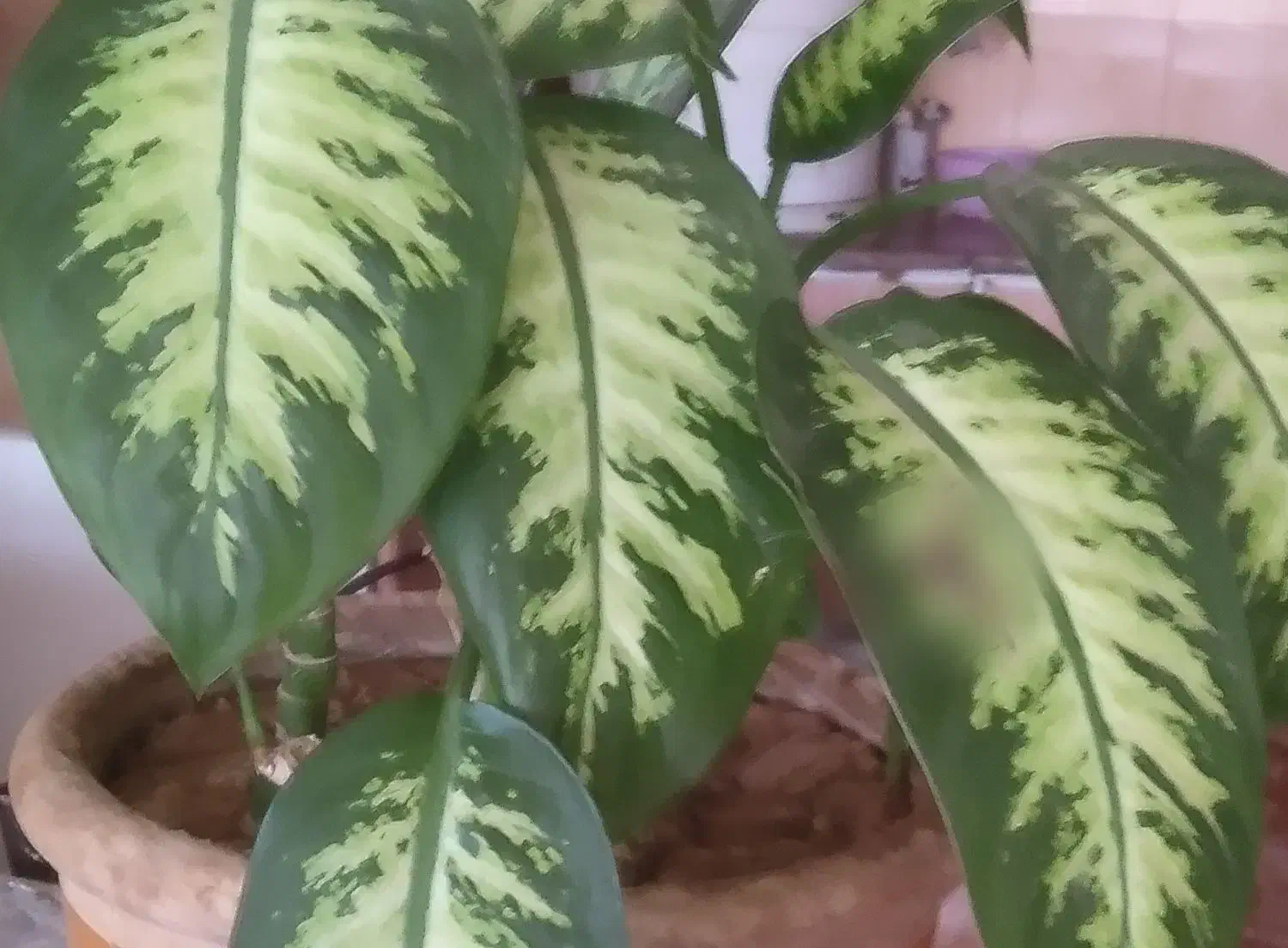 گل دیفن|گل و گیاه طبیعی|بروجن, |دیوار