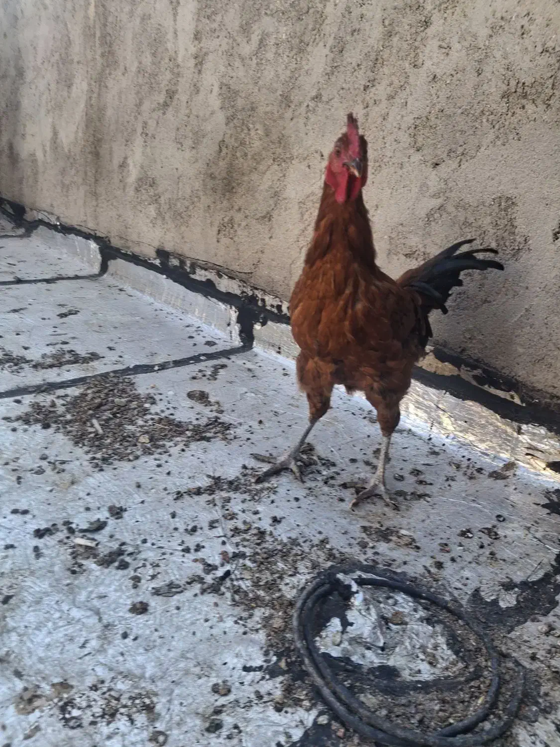 خروس و مرغ|حیوانات مزرعه|تاکستان, |دیوار