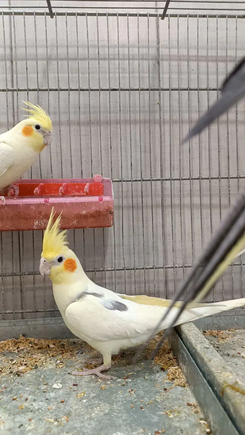 وسایل پرنده|پرنده|سنقر, |دیوار