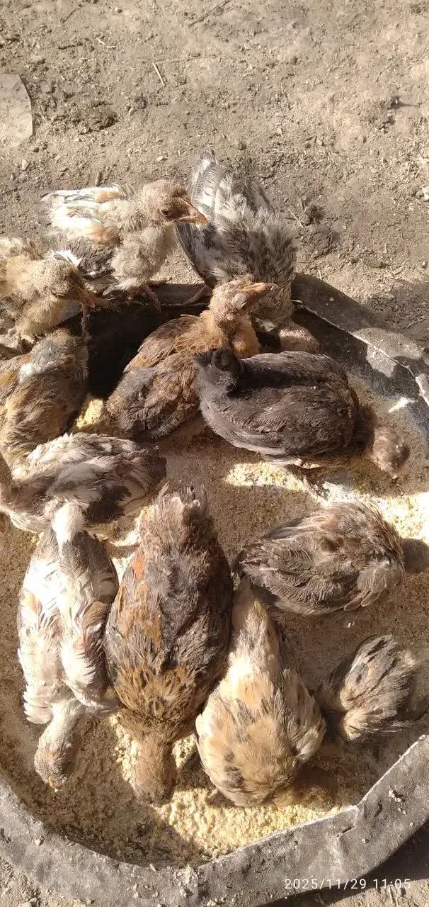 فروش تعدادی بوقلمون و جوجه مرغ محلی|حیوانات مزرعه|کمیجان, |دیوار