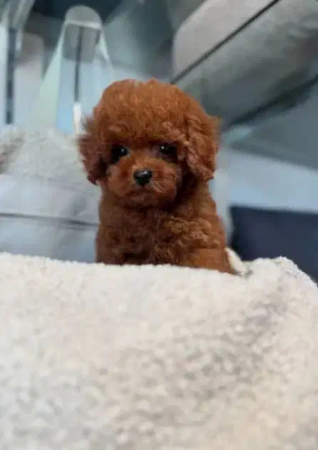 پودل توی|سگ|تبریز, |دیوار