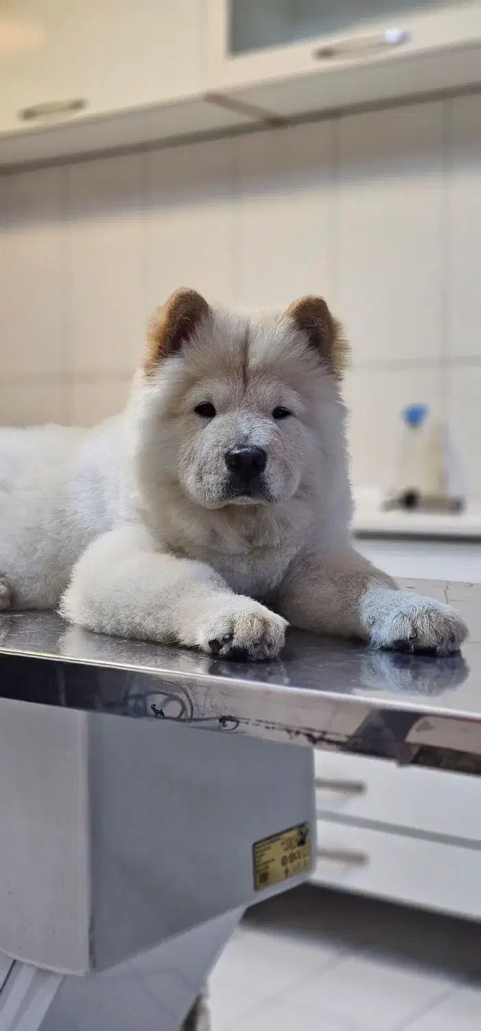 چاو چاو|سگ|امیدیه, |دیوار