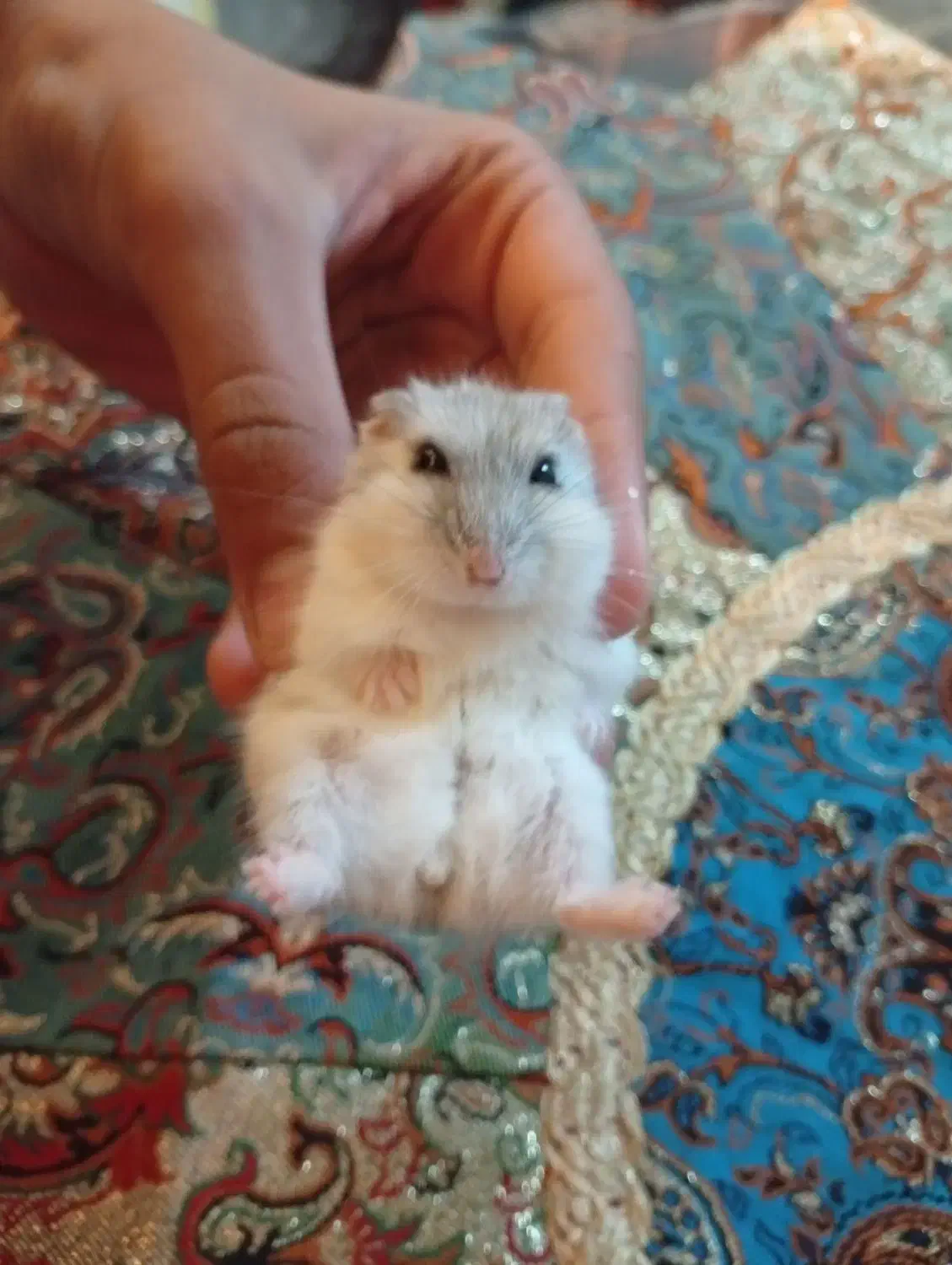 بچه همستر کمپل|موش و خرگوش|مشهد, الهیه|دیوار