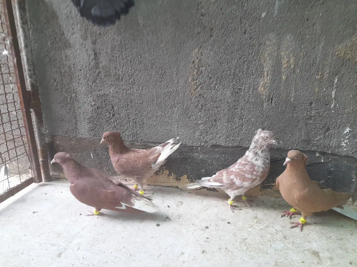 کفتر دم سفید|حیوانات|مشهد, عامل|دیوار