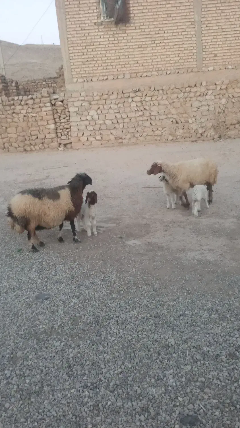 گوسفند وبره|حیوانات مزرعه|کارزان, |دیوار