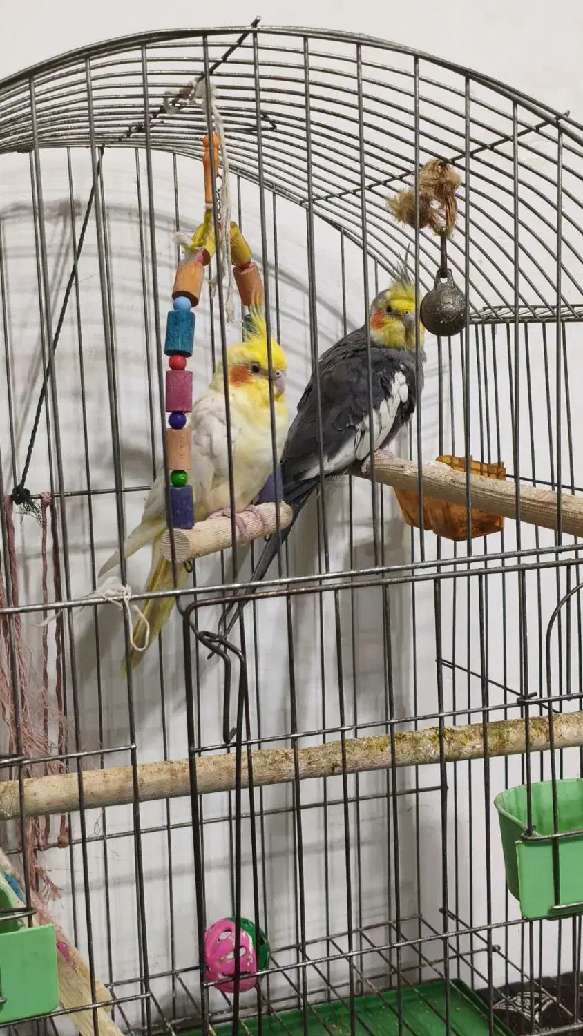 عروس هلندی|پرنده|کیاشهر, |دیوار