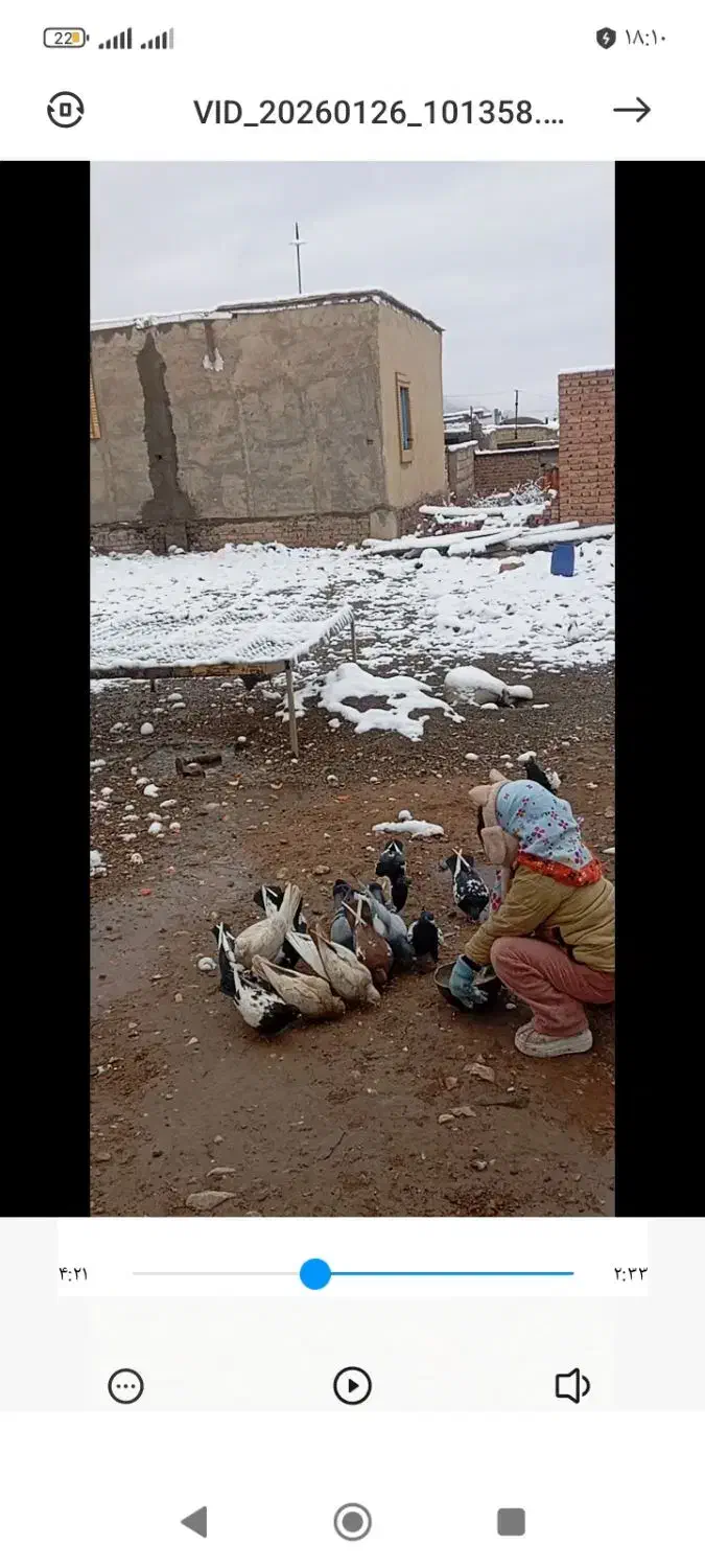 کفتر|پرنده|کیانشهر, |دیوار