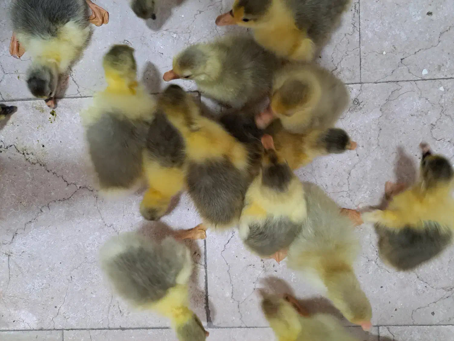 فروش جوجه غاز محای|حیوانات مزرعه|قائمشهر, |دیوار