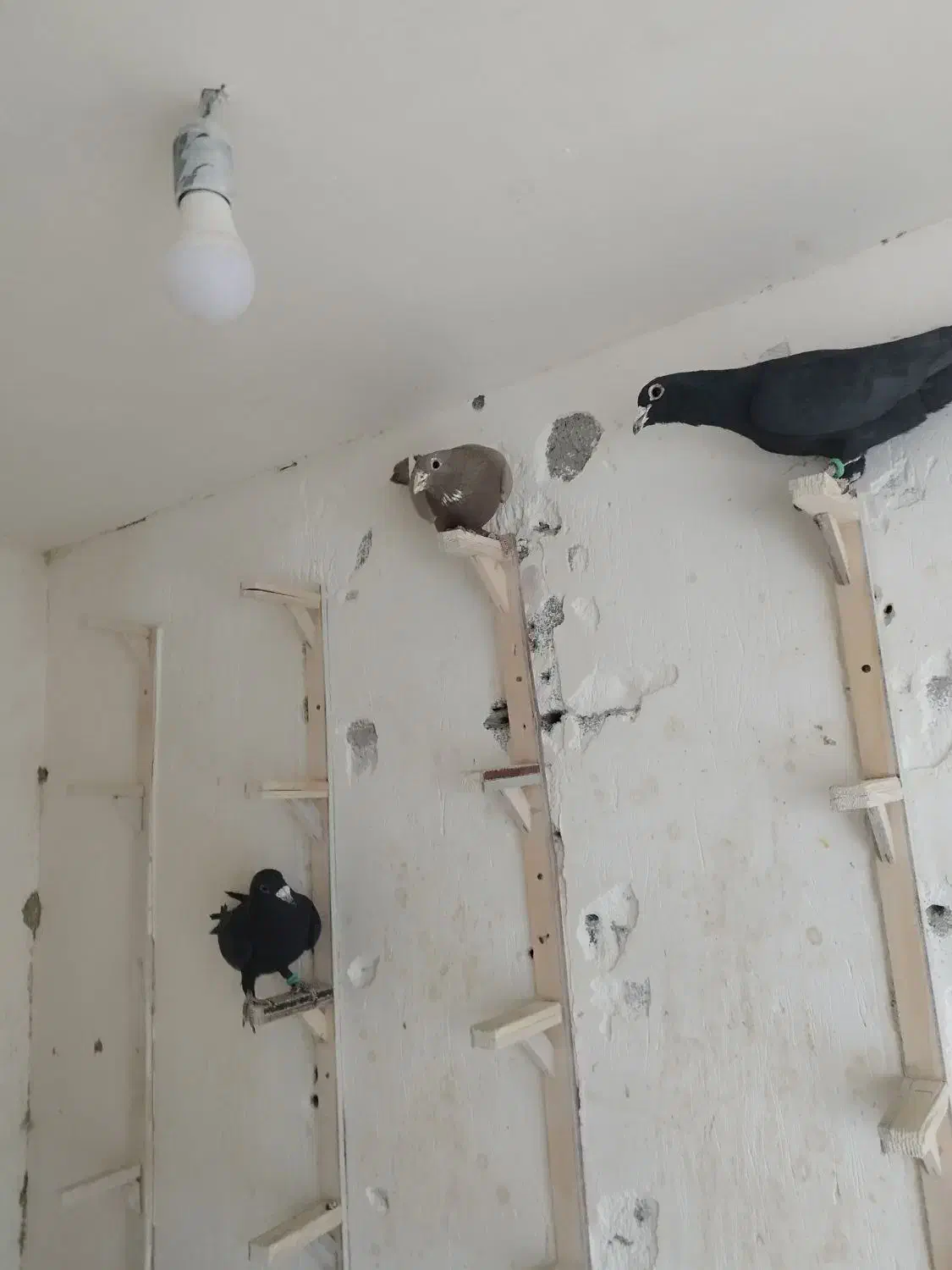 نرسوراخ.|پرنده|چترود, |دیوار