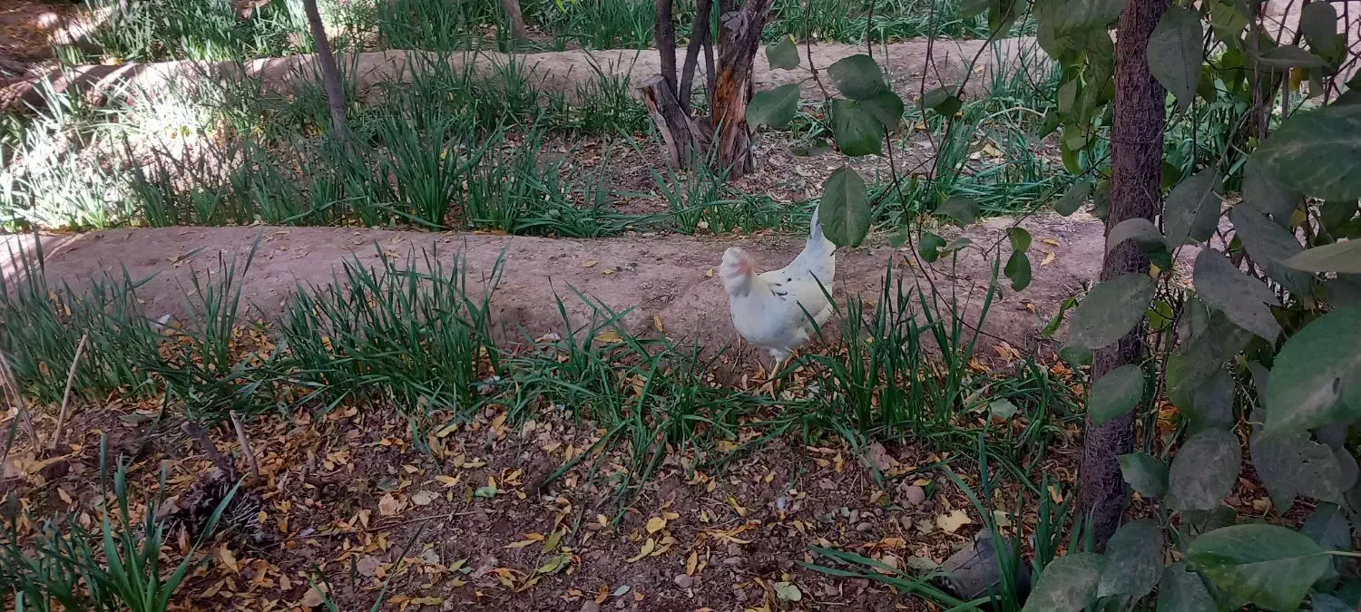 مرغ گلین درحال تخم|حیوانات مزرعه|کرمان, |دیوار