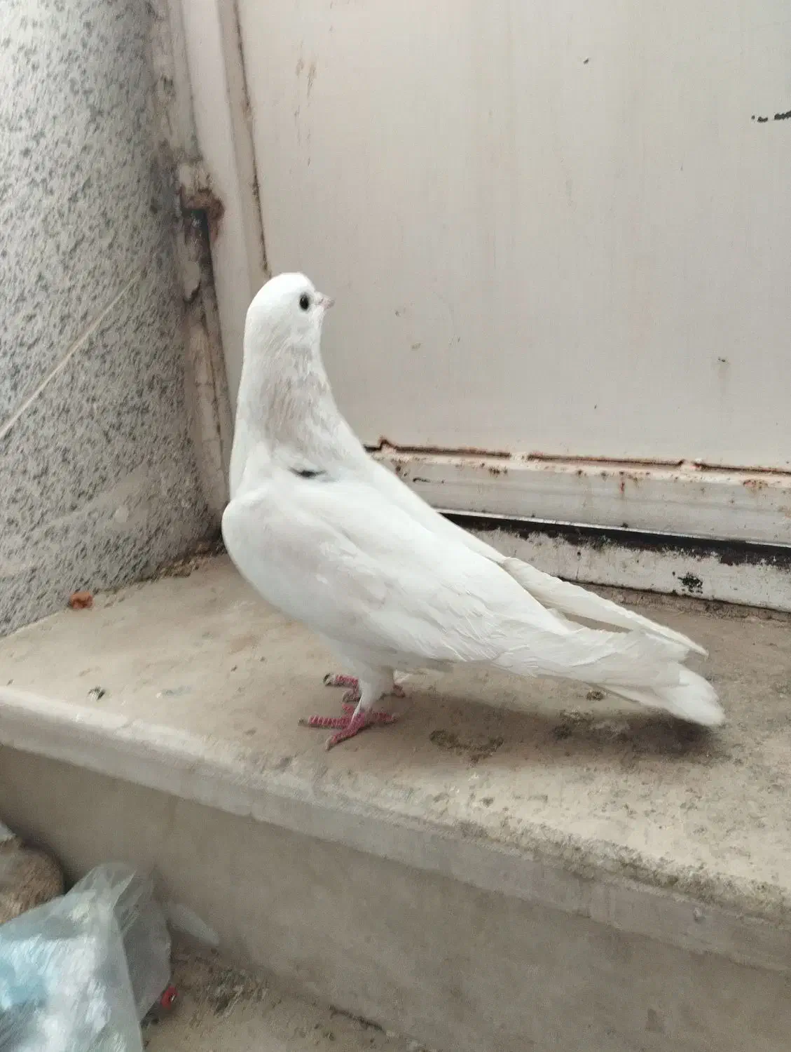 کاشانی یا تهرانی|پرنده|بندر ماهشهر, |دیوار