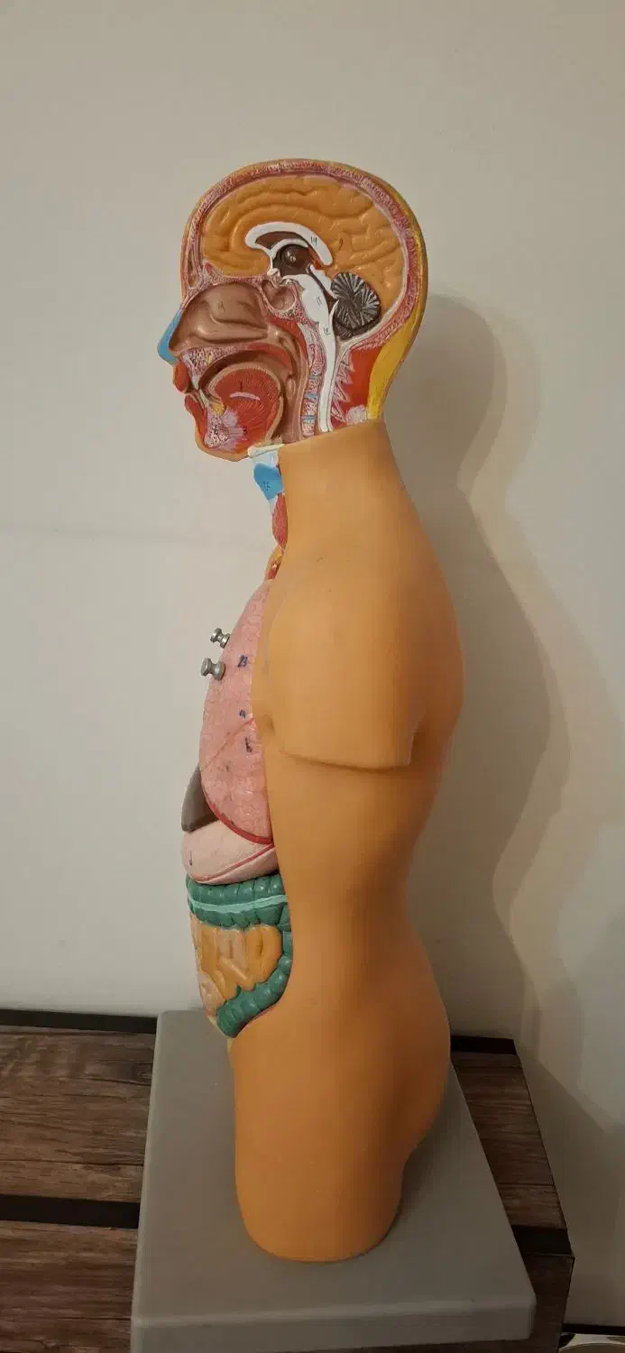 نیم تنه انسان|اسباب‌‌بازی|تهران, تهرانسر شرقی|دیوار