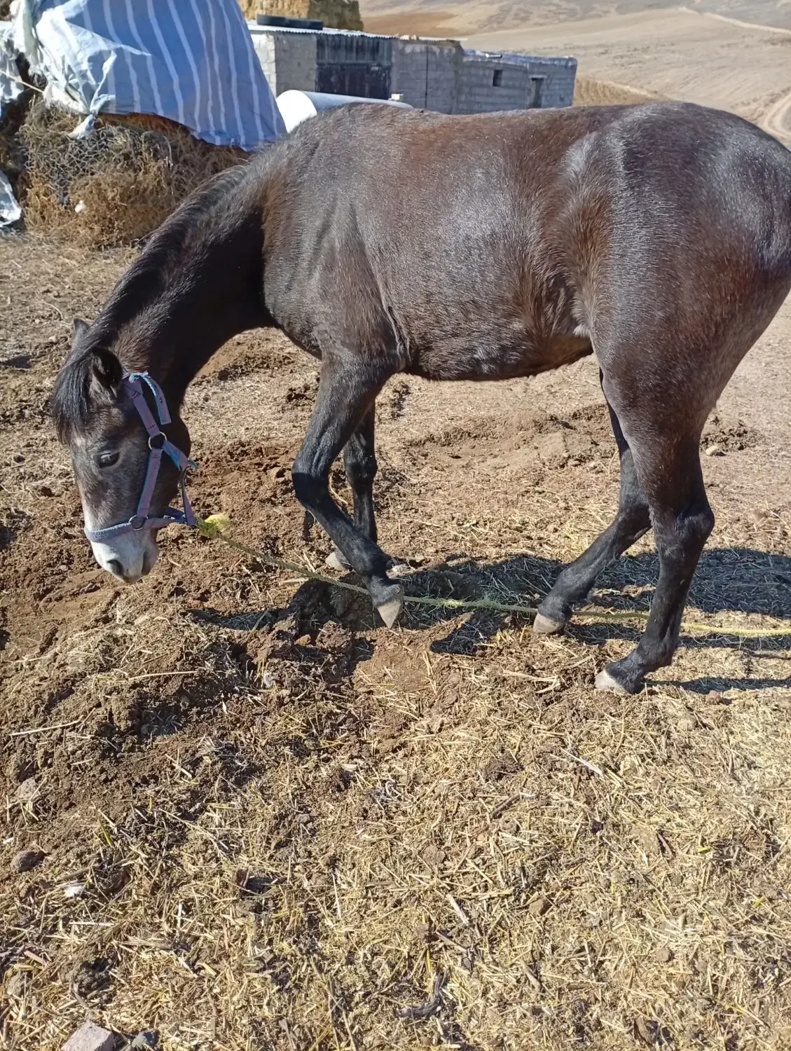 اسب جوان 2سن دارد|اسب و تجهیزات اسبسواری|اهر, |دیوار