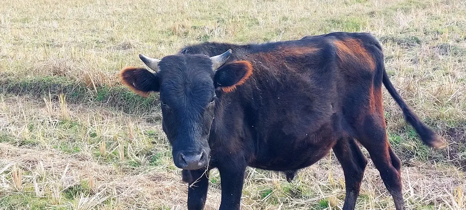 سه راس گاو نر|حیوانات مزرعه|سیاهکل, |دیوار