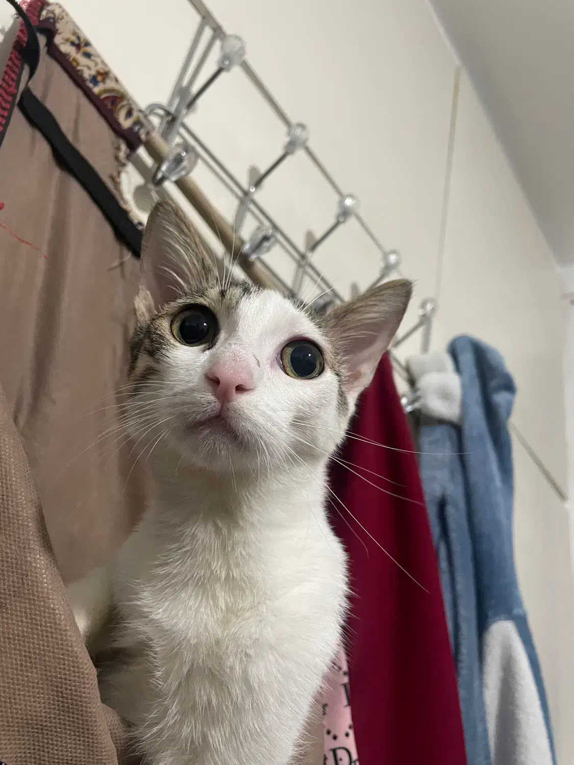 واگذاری گربه|گربه|بابل, |دیوار