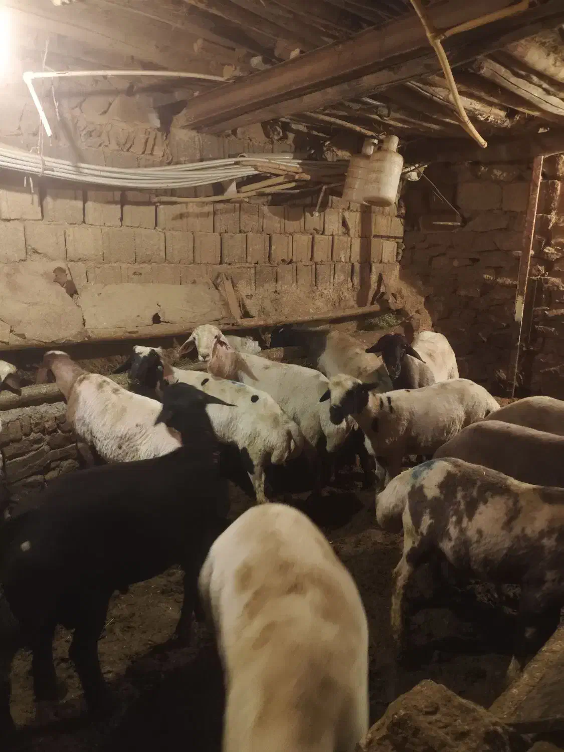 گوسفندبره نروماده  گوشتی  درجه 1|حیوانات مزرعه|سنندج, |دیوار