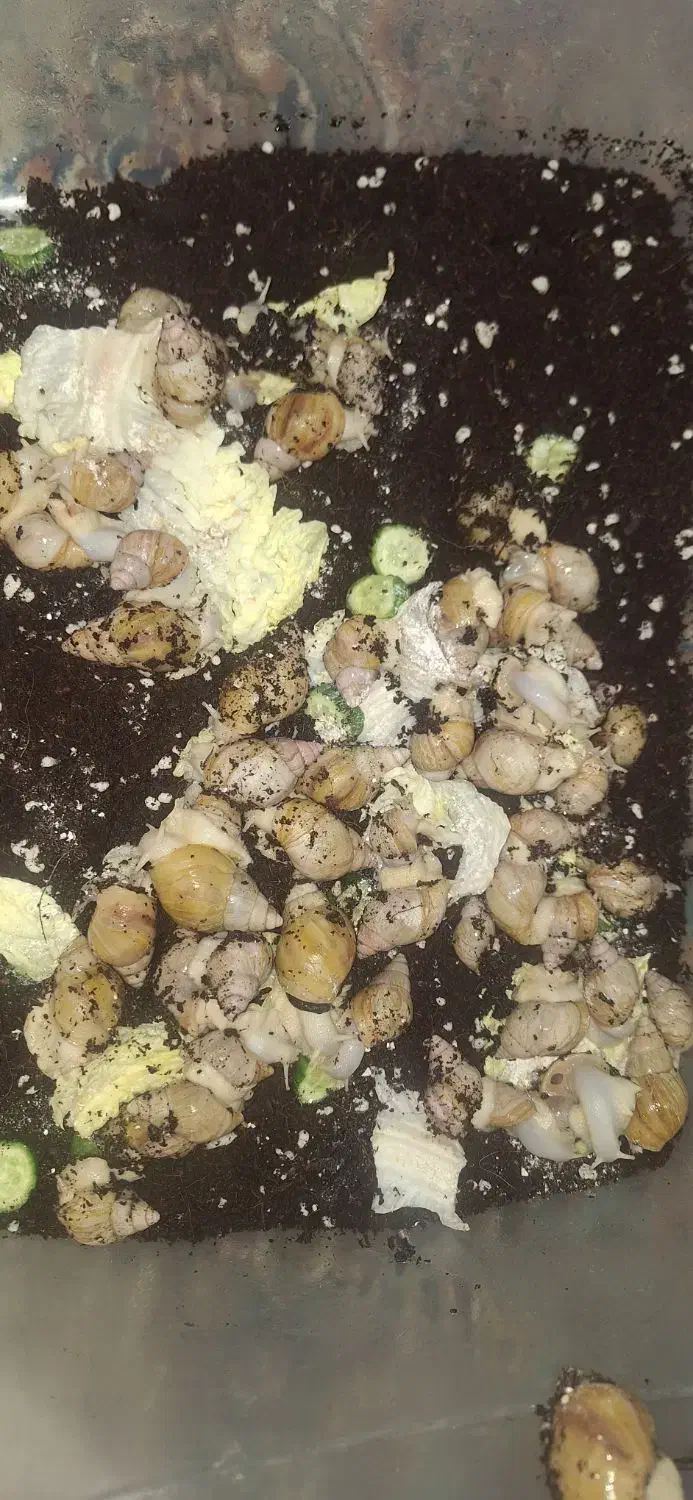 حلزون پیش مولد|خزنده|تهران, شهرک ولیعصر شمالی|دیوار