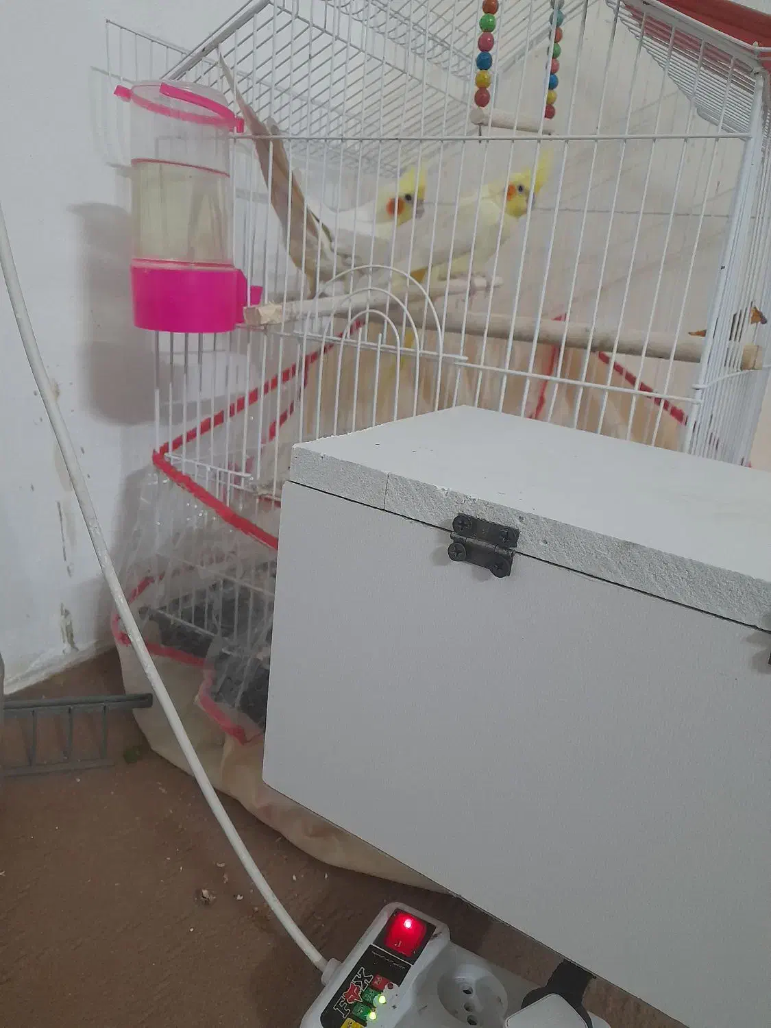 یک جفت عروس هلندی|پرنده|مشهد, پنجتن|دیوار