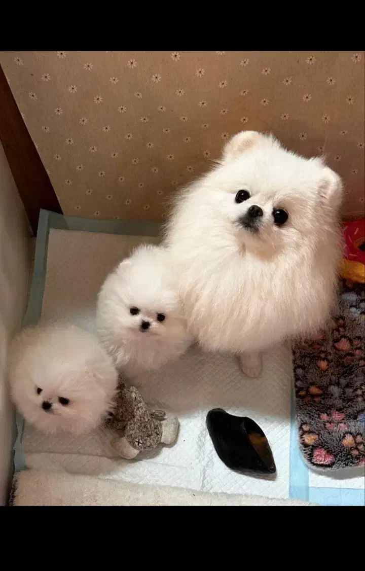 واگذاری پامرین واگذاری فانتزی|سگ|شیراز, انجیره|دیوار