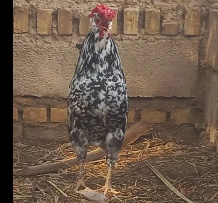 مرغ وخروس|حیوانات مزرعه|مسجد سلیمان, |دیوار