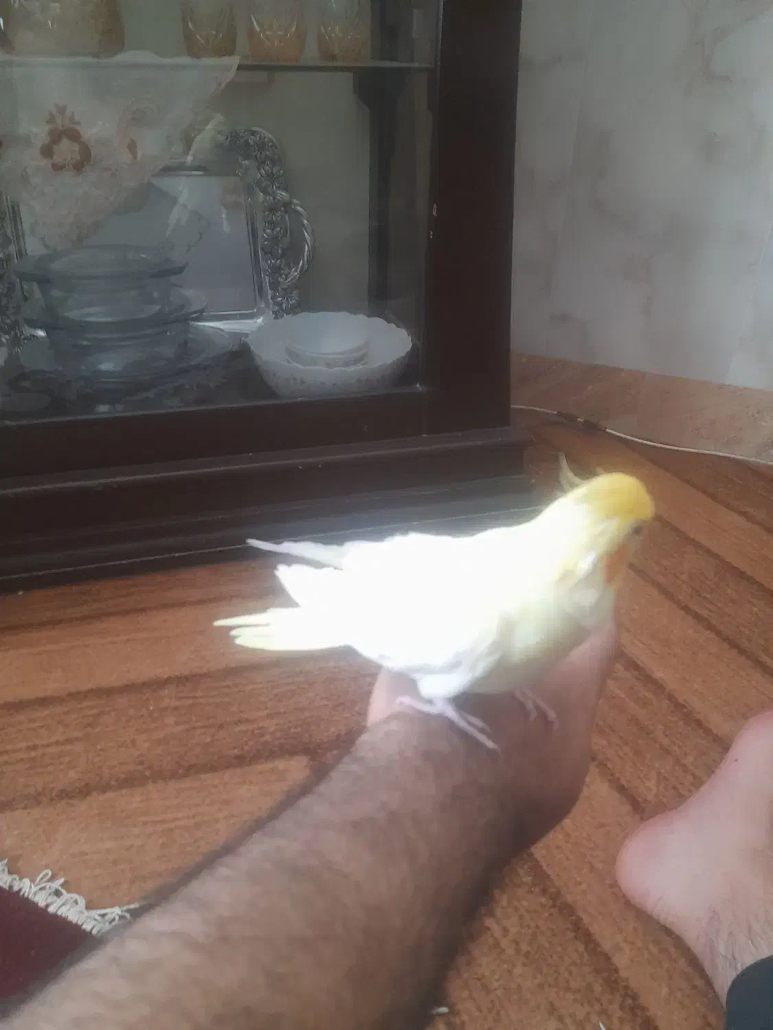 عروس نرلوتینودستی|پرنده|تربت‌حیدریه, بازار|دیوار