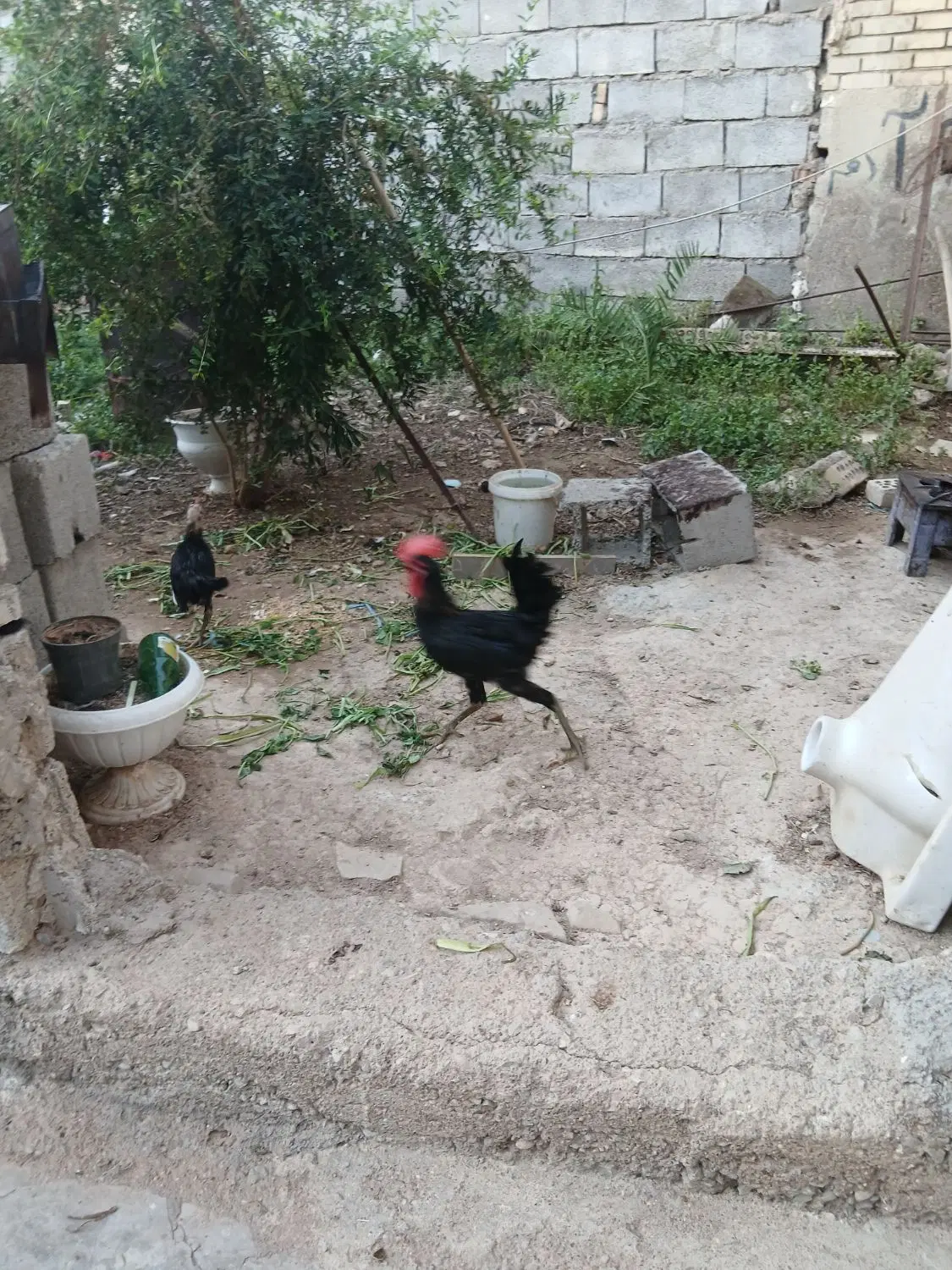خروس|حیوانات مزرعه|مسجد سلیمان, |دیوار