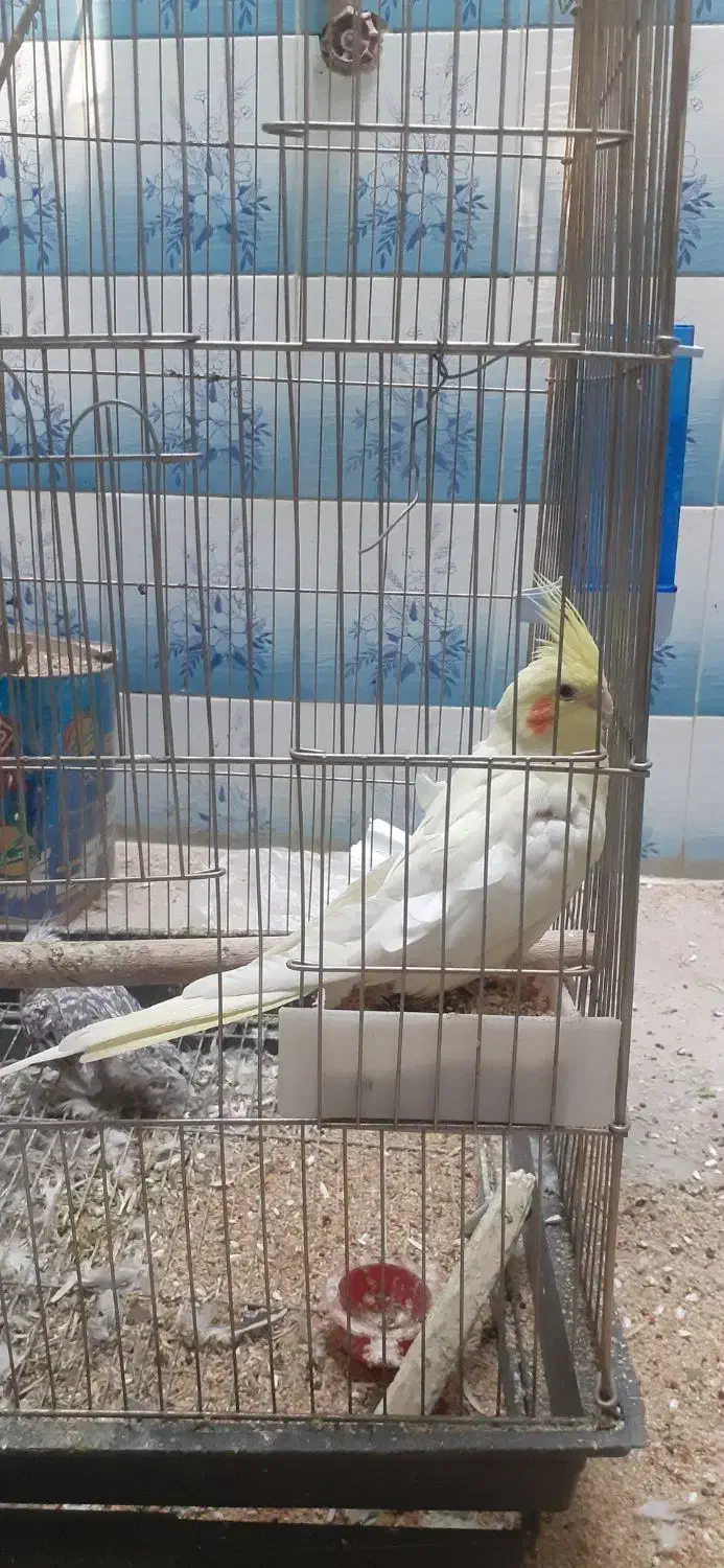 دو عدد عروس هلندی|پرنده|اراک, |دیوار