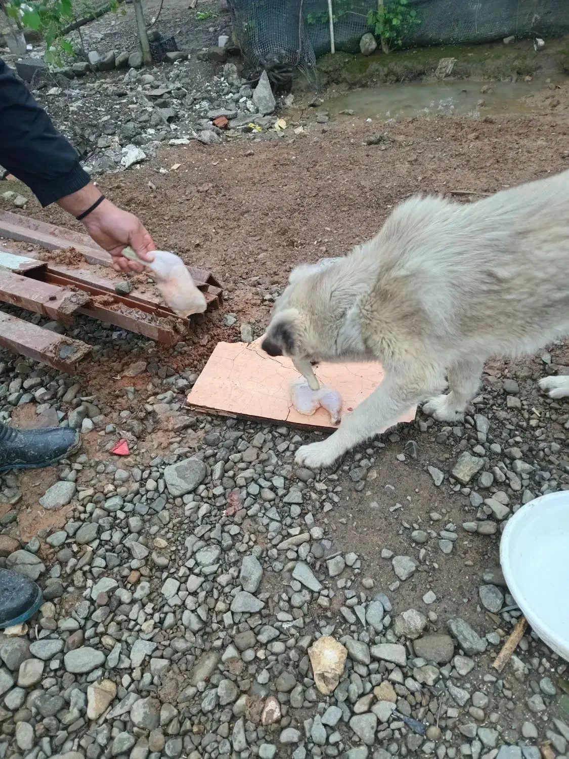 گمشده|حیوانات|تالش, طولارود|دیوار