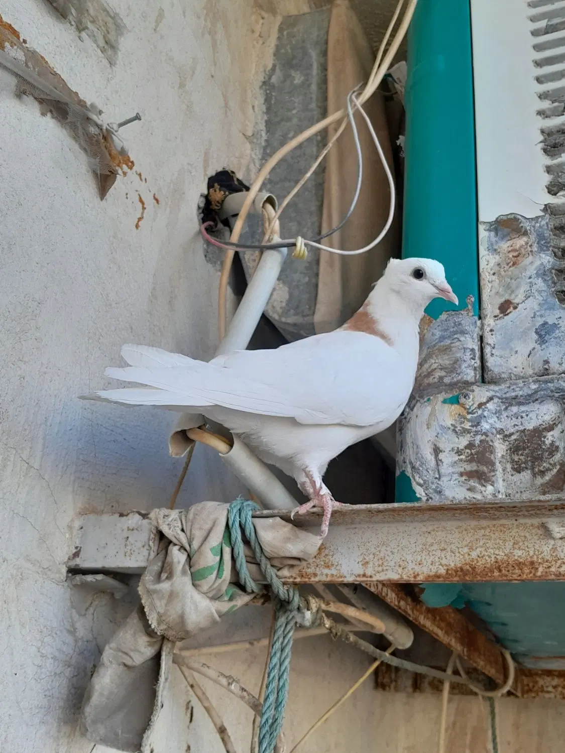 کبوتر|پرنده|سیرجان, |دیوار