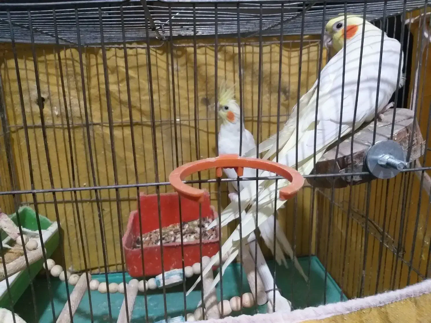 عروس هلندی|پرنده|اصفهان, سرچشمه|دیوار