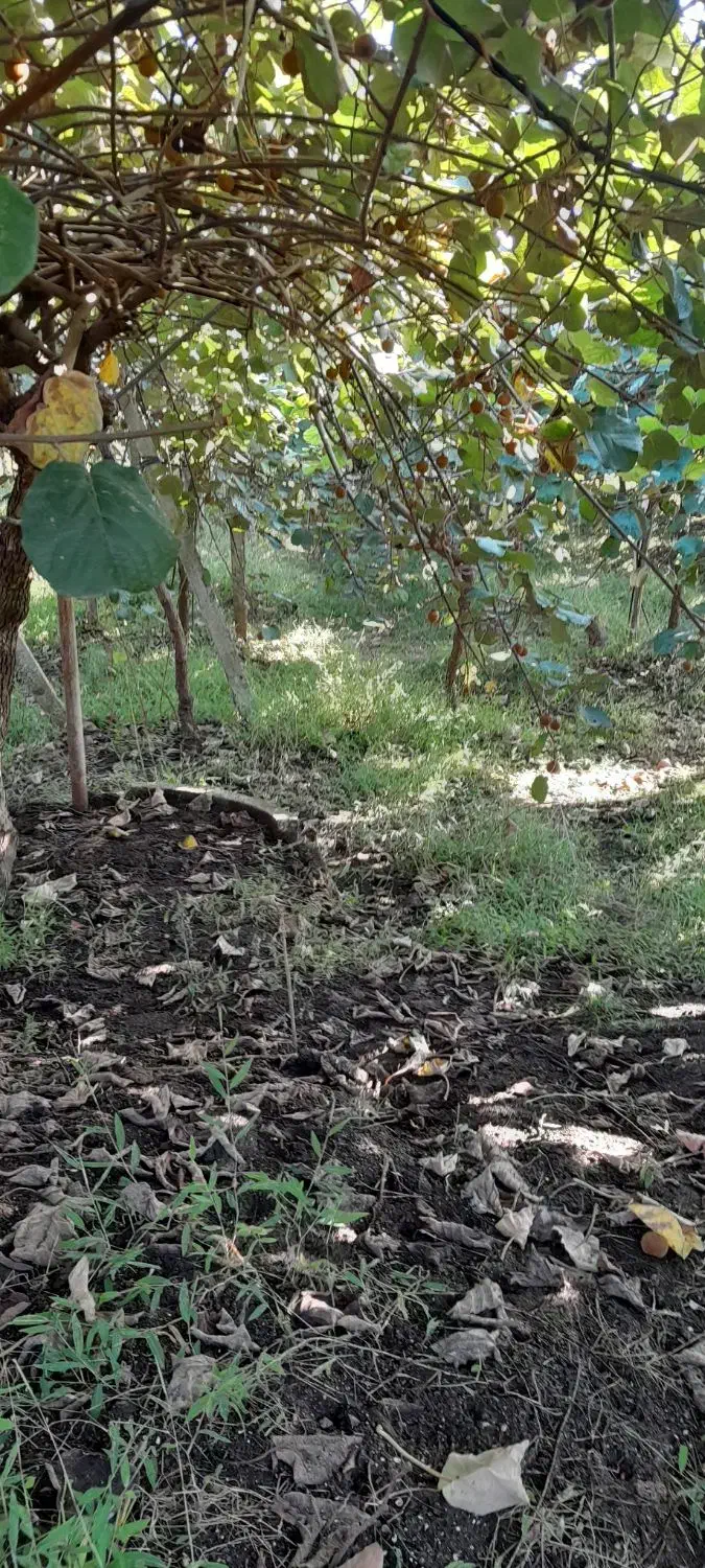 فروش باغ کیوی متراژ 750متر|فروش زمین و ملک کلنگی|چوبر, |دیوار