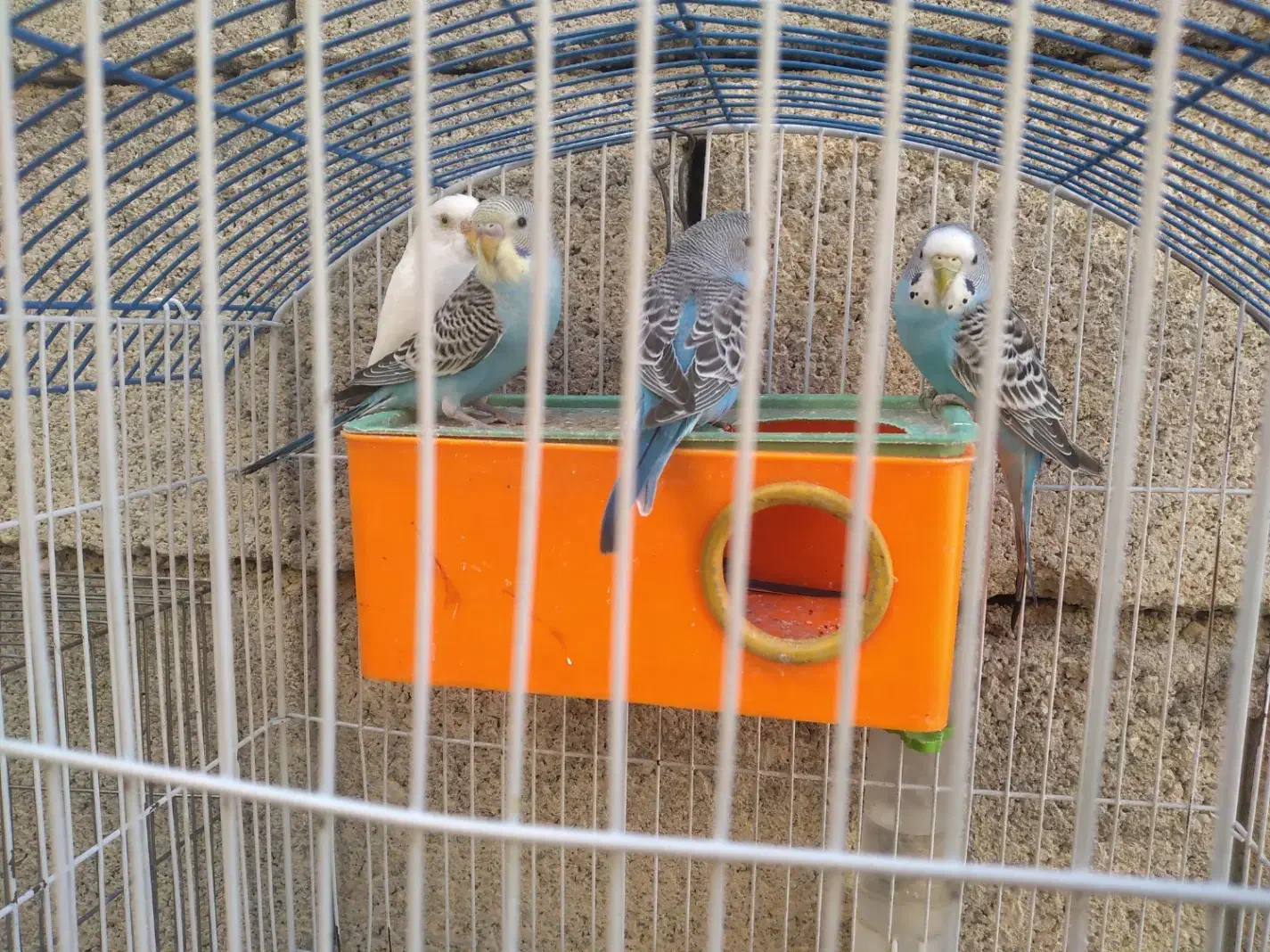 پرنده|پرنده|لالی, |دیوار