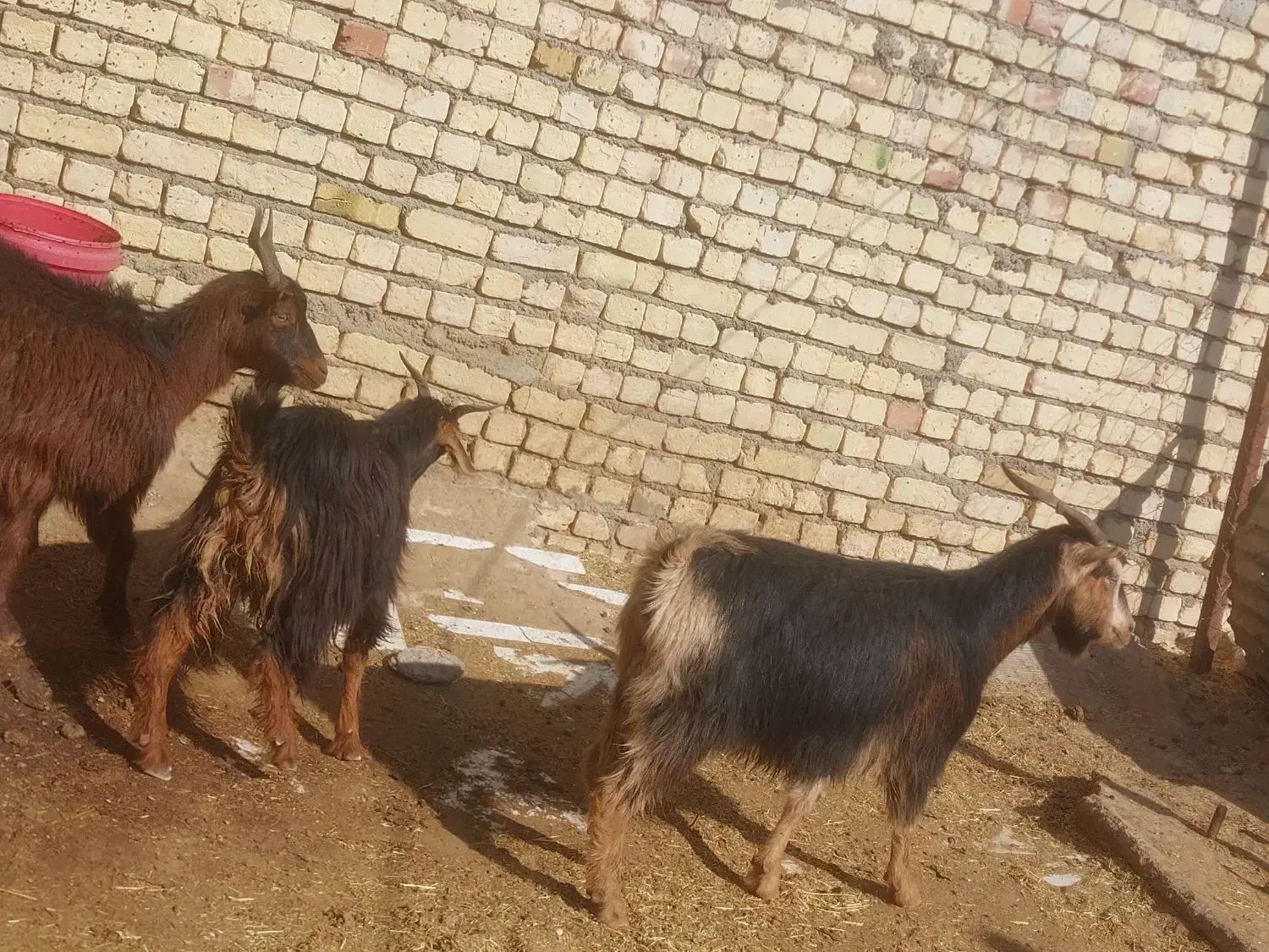 چپیش  بزغاله گوشتی گوشت ماهی|حیوانات مزرعه|قزوین, |دیوار