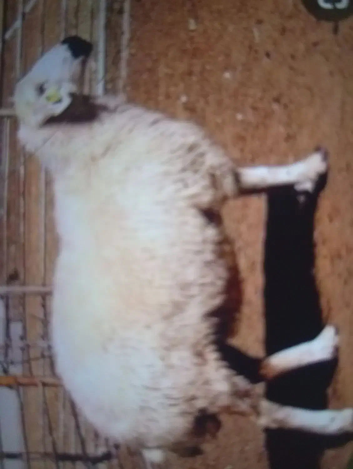 گمشده ها|حیوانات|بیرجند, |دیوار