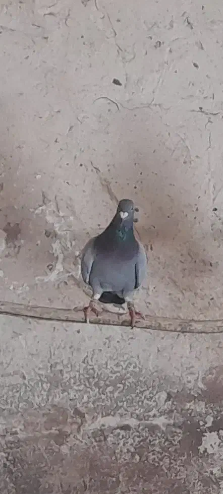 شامی گم شده|پرنده|صوفیان, |دیوار