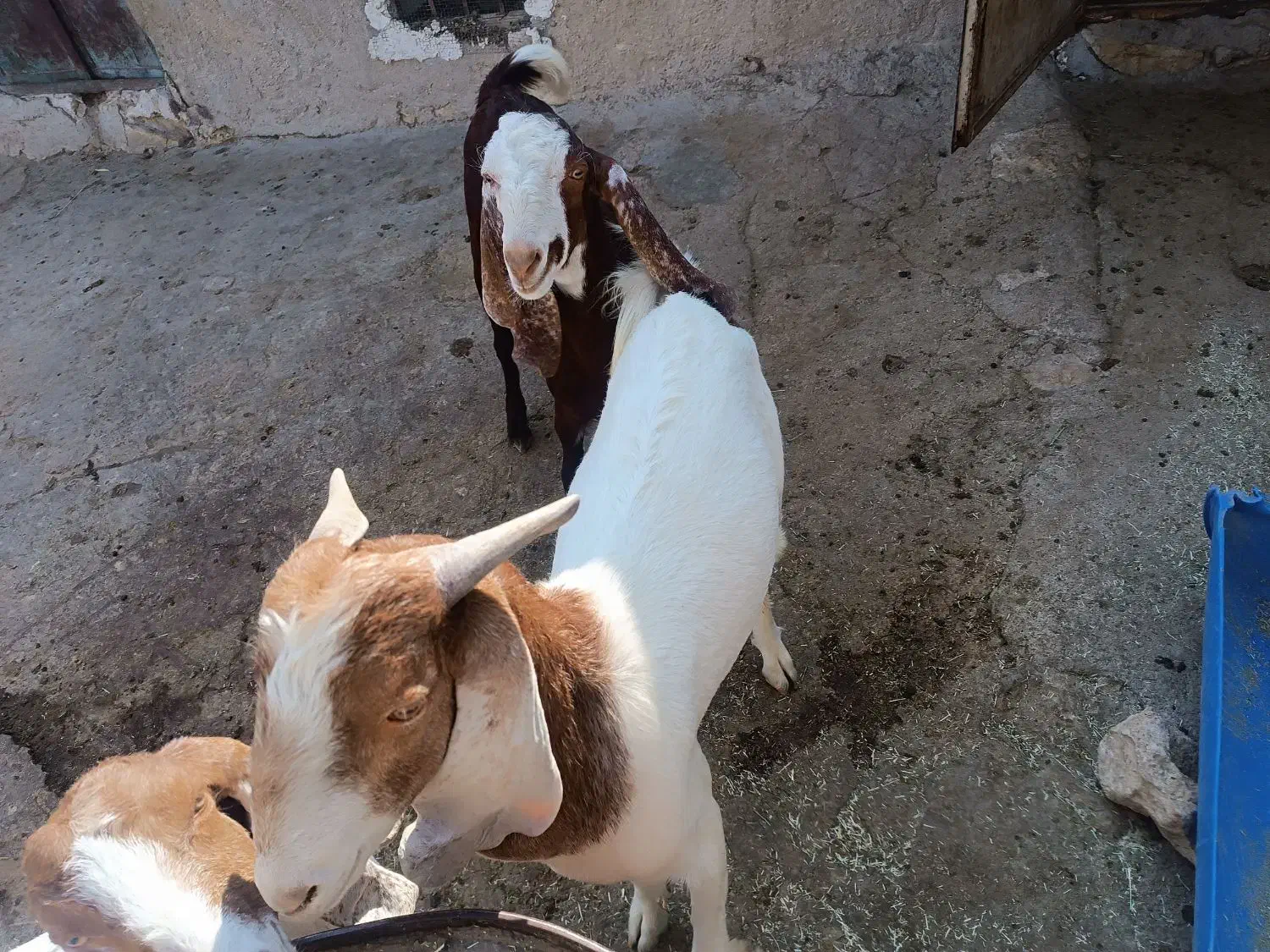 کهره نر درجه یک و جبیش ابستن|حیوانات مزرعه|جم, |دیوار