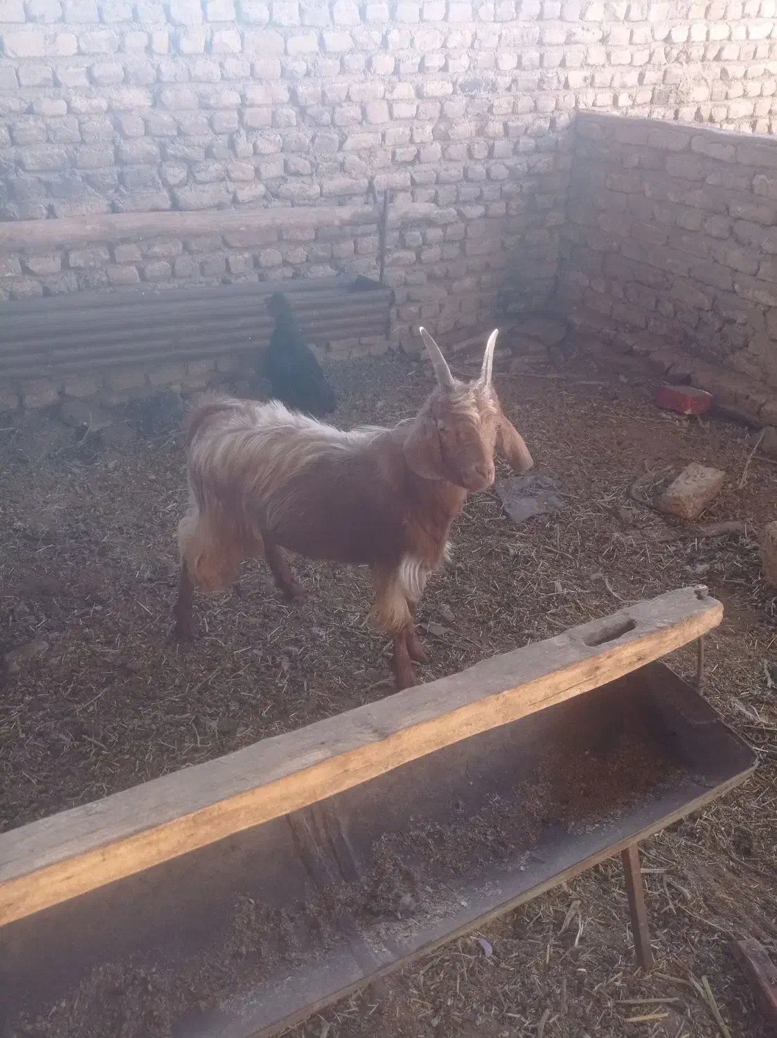 بزغاله نر 7ماهه به شرط سالمی|حیوانات مزرعه|فریمان, |دیوار